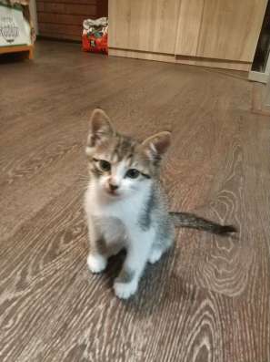 Отдадим котят в добрые руки/