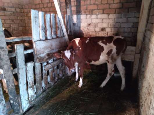 Продам телку 5 месяцев в Пскове