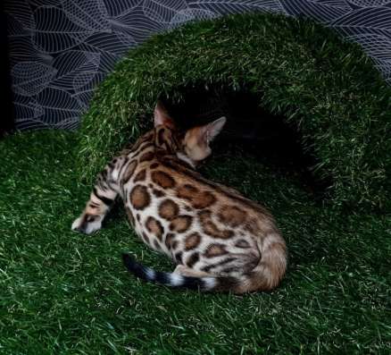 Bengal girl