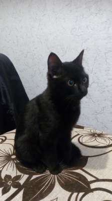 Отдам котенка