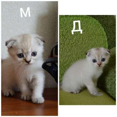Продам шотландских котят в Краснодаре фото 4