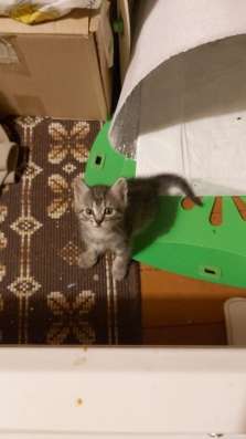Ищут дом очаровательные котята в Москве фото 3