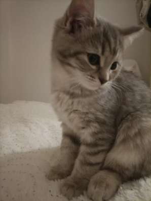 Котенку 2 месяца лорд фото 4