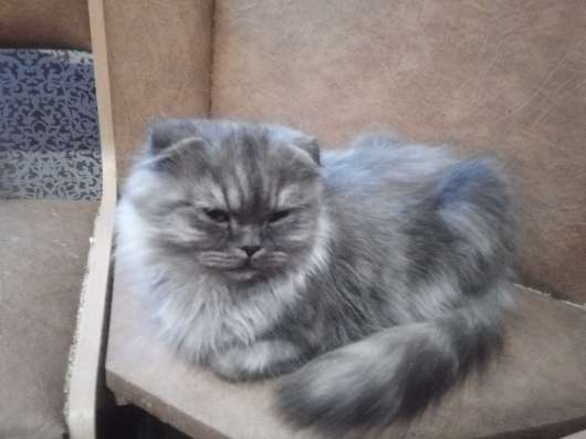 Шотландский котенок в Тихвине фото 8