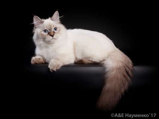 Котёнок Невский Маскарадный в Домодедове фото 6