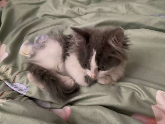 Котёнок отдам в добрые руки