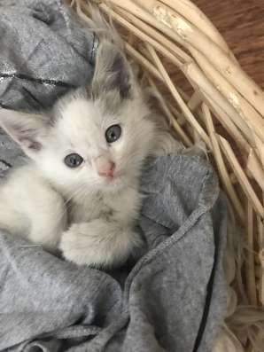 Котёнок мальчик ищет семью