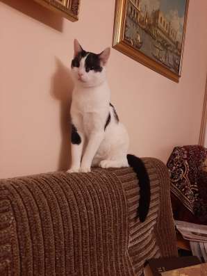 Котик Гоша ищет дом