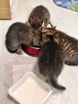 Котятки в дар в Видном фото 5