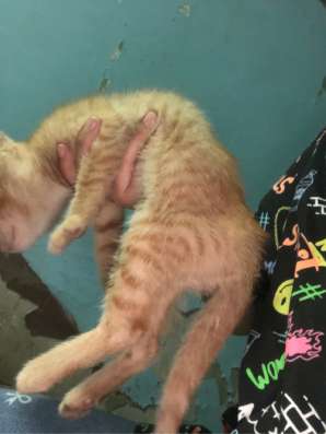 Ищем хозяина маленькому котёнку