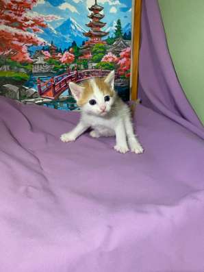 Котенок в добрые руки в Стерлитамаке фото 3
