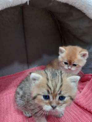 Британские котяиа фото 4