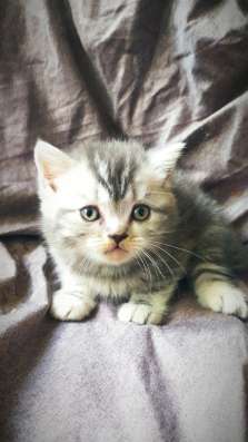 Шотландские котята фото 4