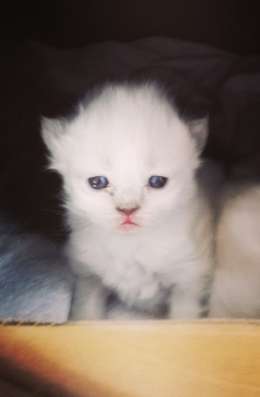 Reinrassig perserkatze Baby