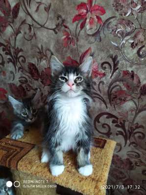 Котята Мейн Кун