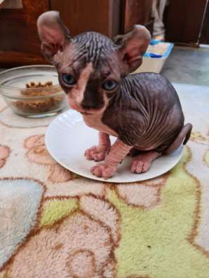 Продаются котята породы сфинкс фото 4