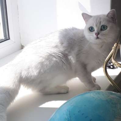 Британские котята