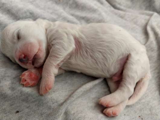 Reserve puppies bichon frize