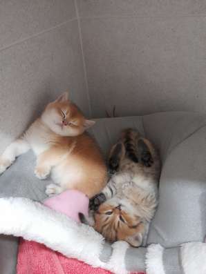 Британские котяиа