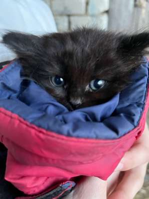 Котёнок в добрые руки в Ярославле