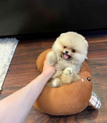 Кремовые щенки померанский шпиц мини мишка