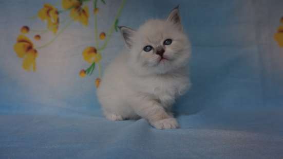 Невские маскарадные котята