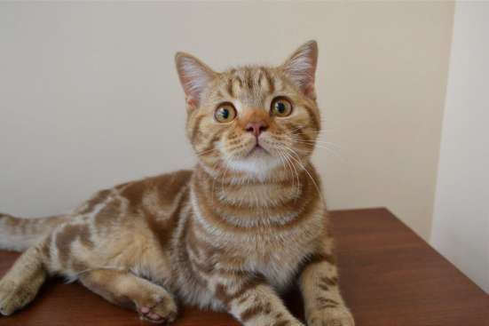 Шотландские котята фото 4