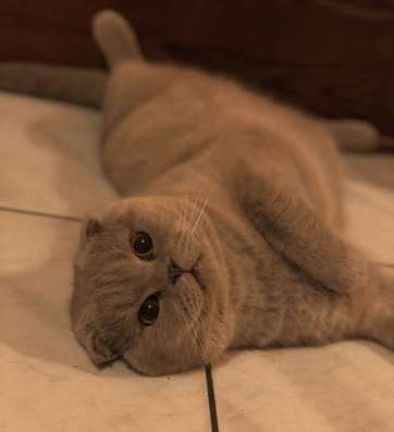 Нужна вязка с кошечкой