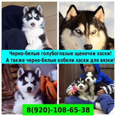 Хасята голубоглазые черно-белые
