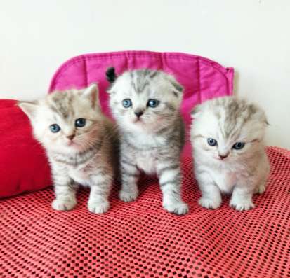 Scottish fold. male, Scottish strait female. Document