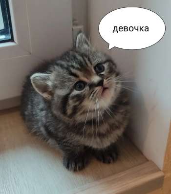 Шотландские плюшки фото 3