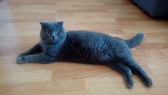 Британские котята в Красноярске