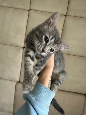 Котенок здоровый