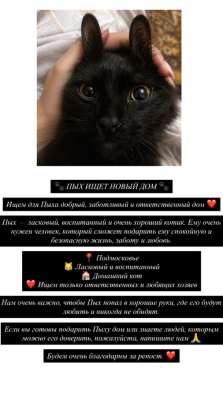 котенок очень важно