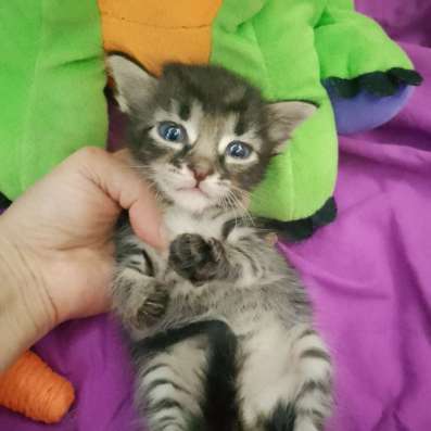 Котенок Мейкун в Волгодонске фото 4
