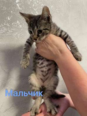 Котята в хорошие руки в Ярославле фото 5