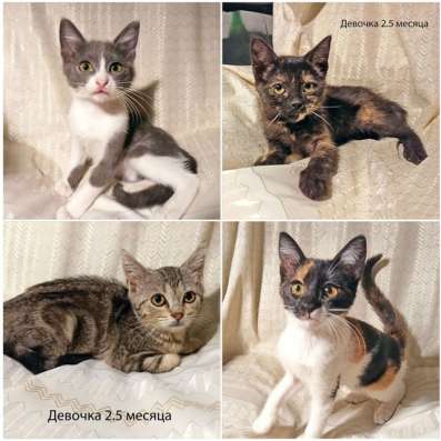 Четыре маленьких сердечка ищут хозяев