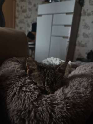 Котенок мальчик 4 месяца в Егорьевске фото 3