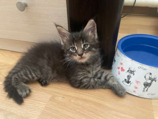 Котята мейн-кун в Краснодаре фото 4