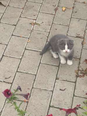 Котенок