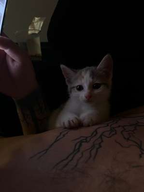 Котята в Новосибирске