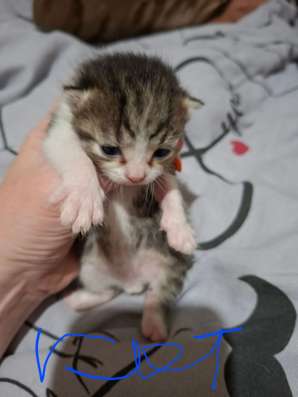 Котята , ищут дом в Костроме фото 4
