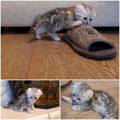 Продаю шотландских котят в Чебоксарах фото 7