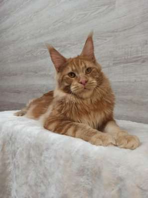 Maine coon. Kitten фото 7