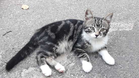 Котята с улицы фото 6