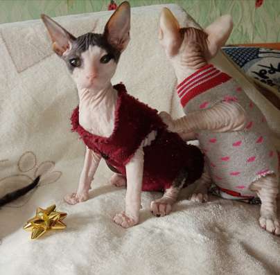 Продам котенка Донского сфинкса