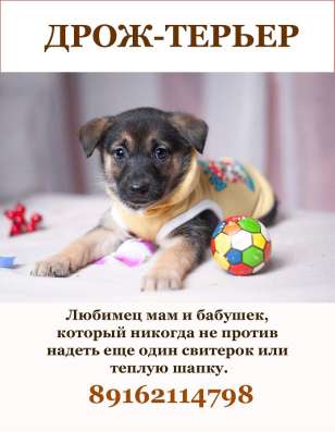 Красавцы щенки мальчики в добрые руки! в Москве фото 16