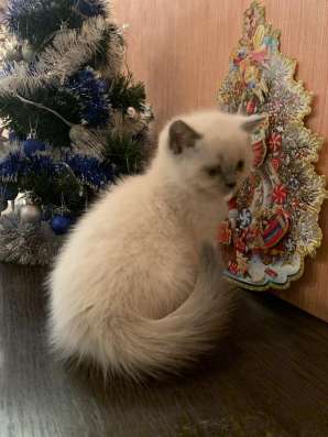 Клубные котята фото 8
