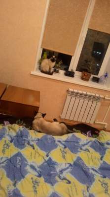 Продам ТАЙСКОГО котёнка!! в Находке