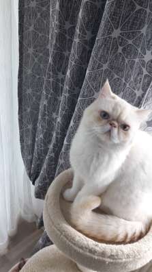 Кот-Экзот
